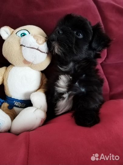 Мальчик йорк