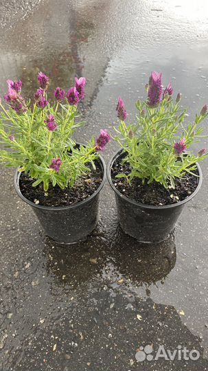 Лаванда Роуз Дип