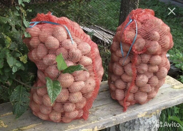Продам картофель
