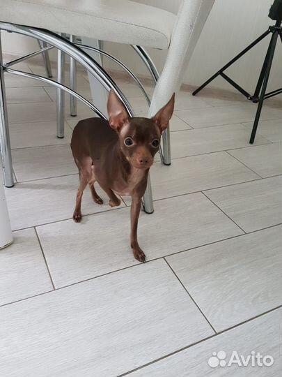 Щенки тойтерьер мини