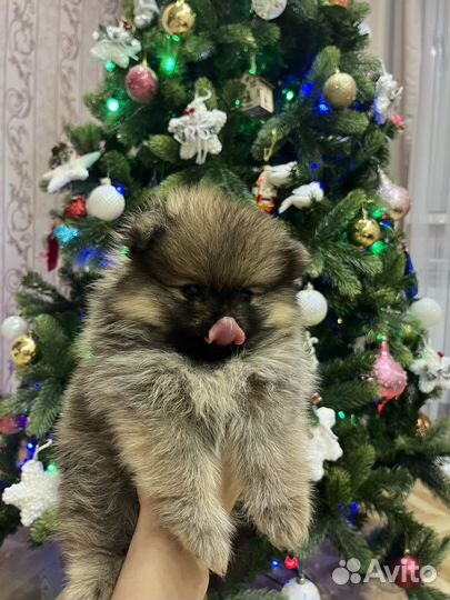 Щенки померанского шпица