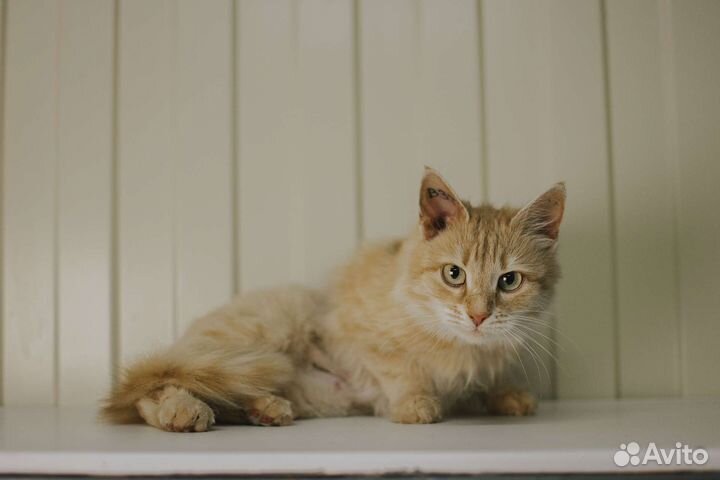 Кошечка в добрые руки