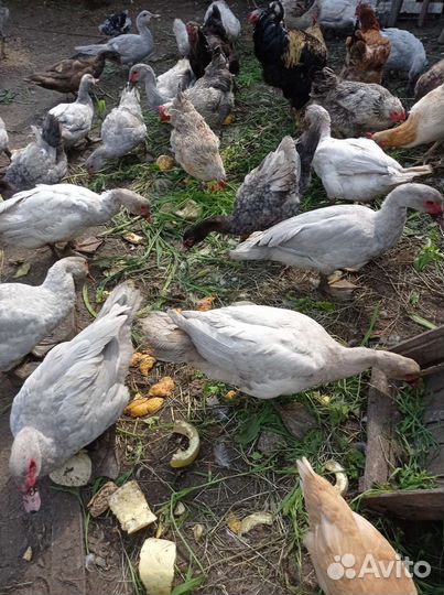 Индоутка мускусная утка