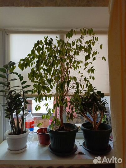 Фикус бенджамина большой