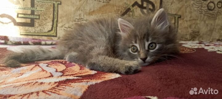 Кошка в дар тульский