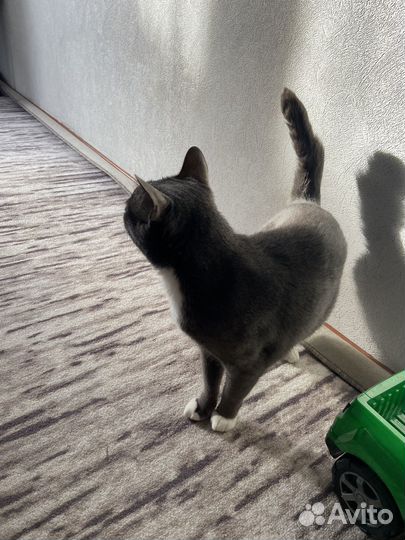 Отдам кота