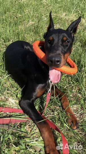 Передержка собак Зоогостиница,дрессировка