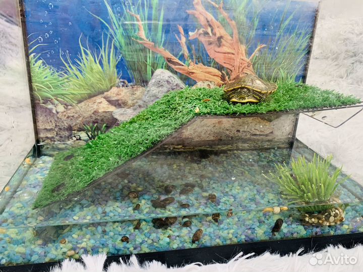 Черепаха с аквариумом