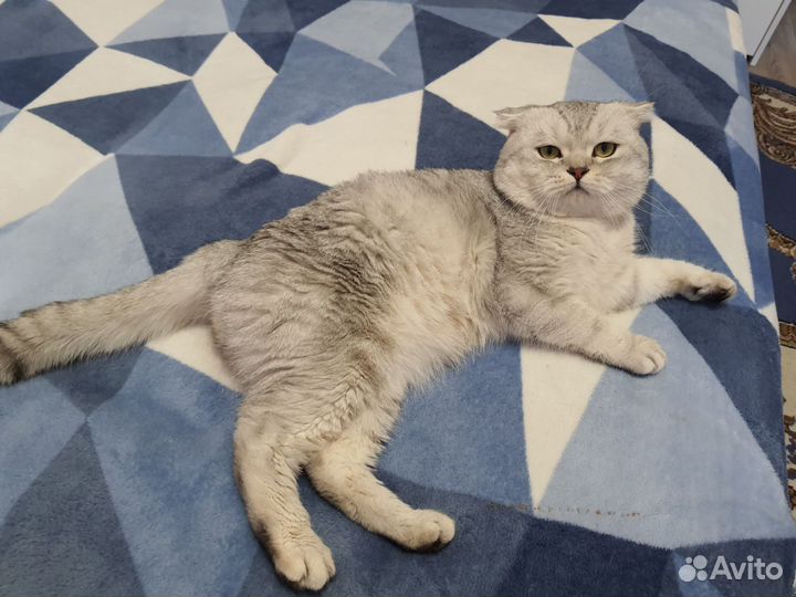 Шотландский кот