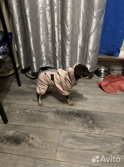 Комбинезон для собак