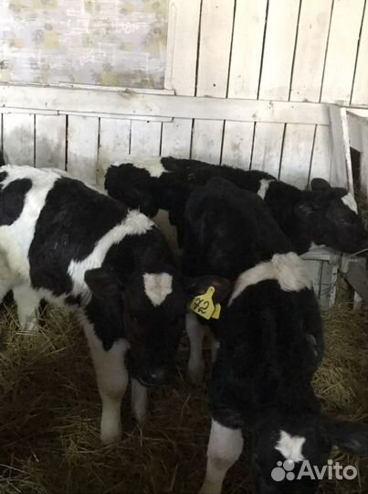 Бычки 60 дней