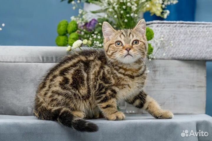 Британская