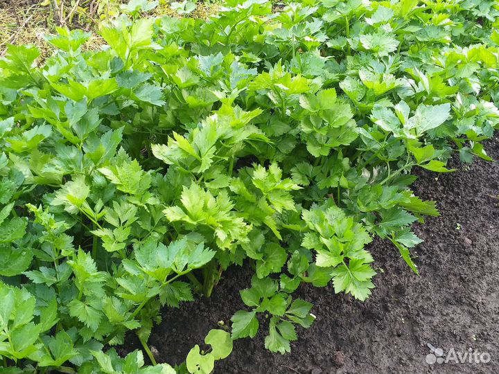 Сельдерей листовой