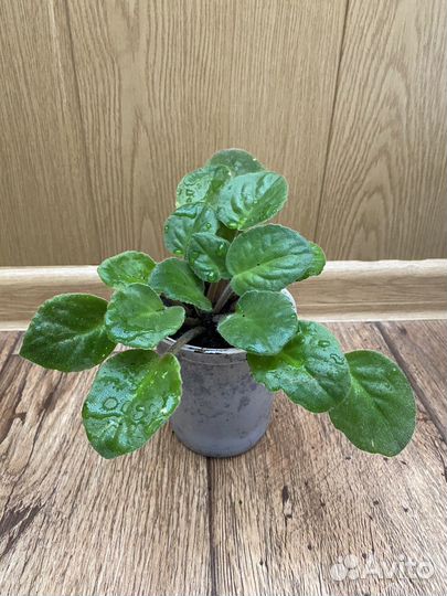 Сортовые фиалки