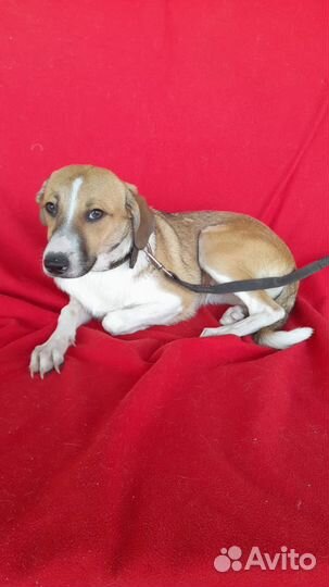 Собаки в добрые руки. Возраст 7 месяцев