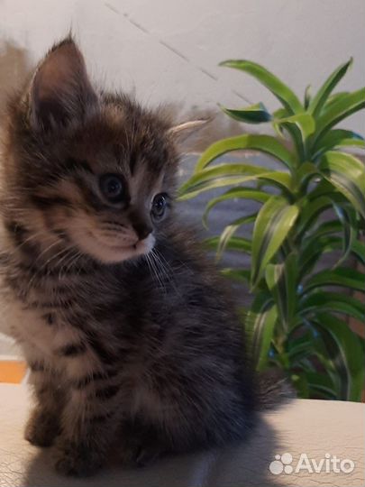 Котята в добрые руки бесплатно