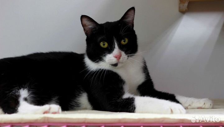 Кошки в добрые руки бесплатно