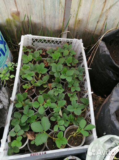 Рассада клубники ранней и средней