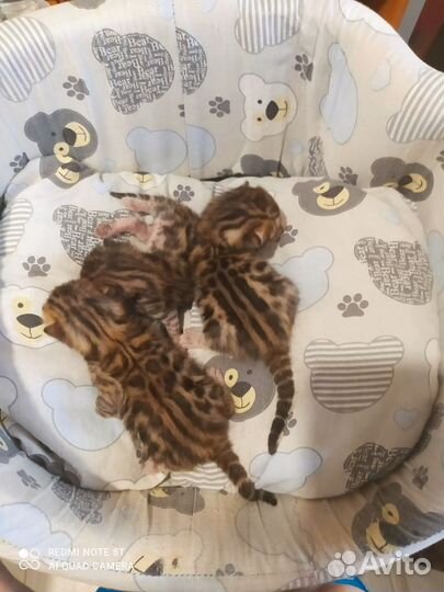 Бенгальские котята