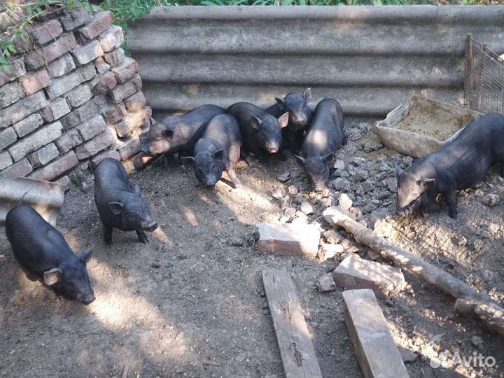 Вьетнамские поросята двух и три месячные