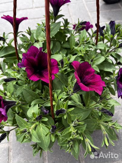 Кашпо с вегетативной ампельной петунией
