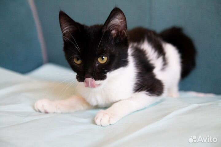 Котенок Мэри