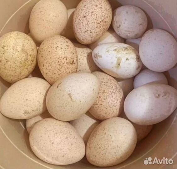 Инкубационное яйцо разное