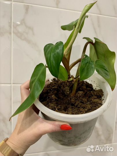 Филодендрон краснеющий