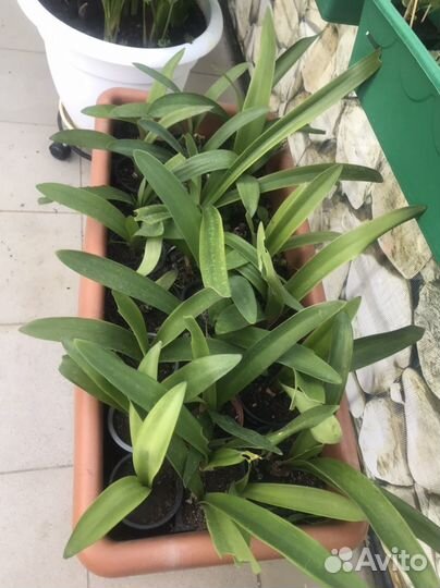 Гипераструмы