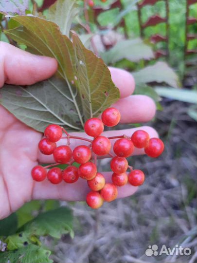 Саженцы калины