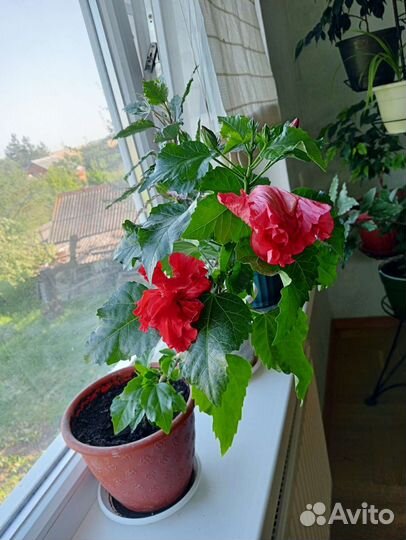 Гибискус китайская роза