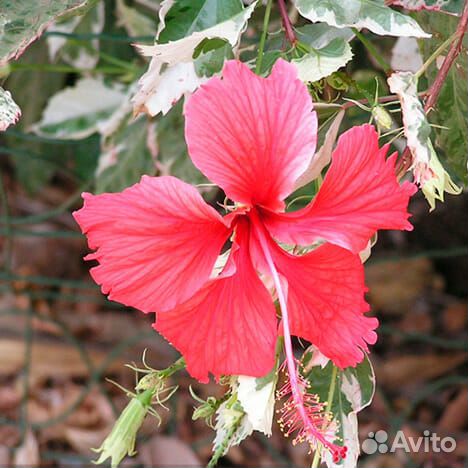 Гибикус -комнатная роза Снежная королева