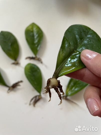 Цветы комнатные для офиса Педилантус Замиокулькас