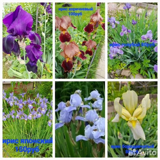 Ирисы, хосты, лилейники и др