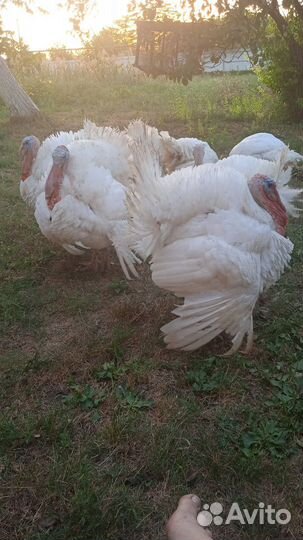 Мясо индюшки