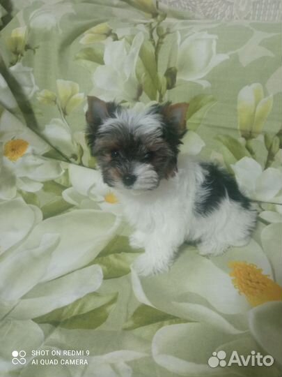 Щенок бивера