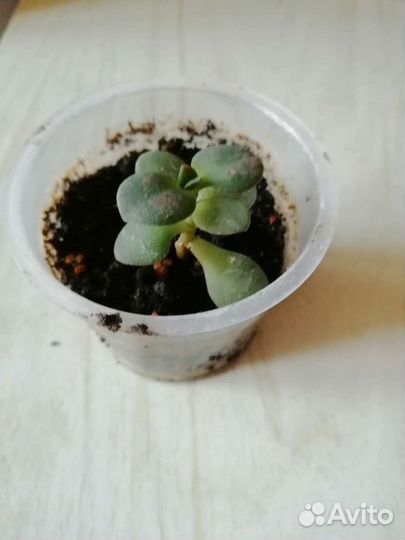 Денежное дерево