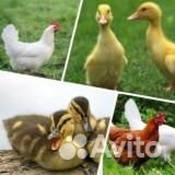 Цыплята, утята, курочка молодка