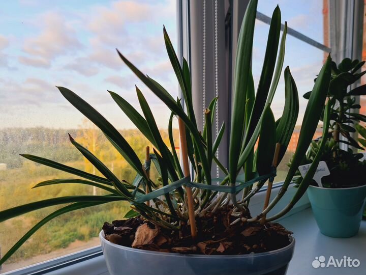 Орхидея брассавола нодоса