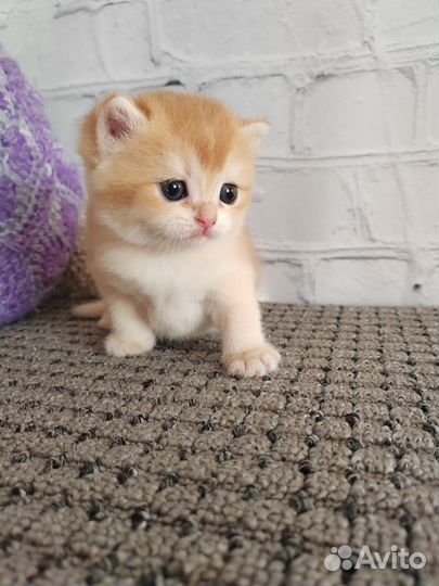 Шотландский котик