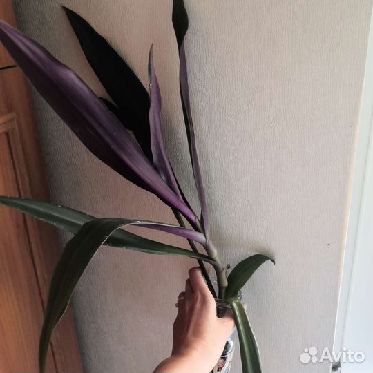 Рэо, Секретазия пурпурная