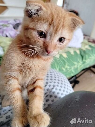 Шотландская