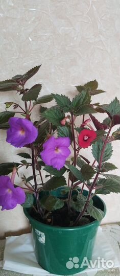 Комнатные цветы