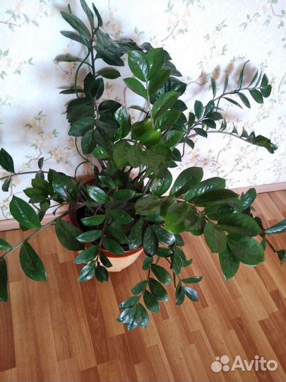 Замиокулькас