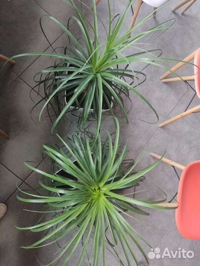 Бокарнея нолина, бутылочное дерево