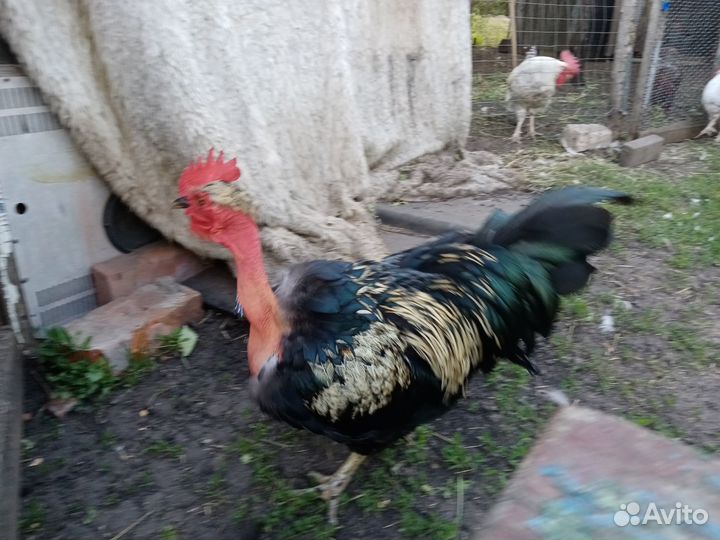 Куры домашние