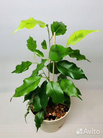 Фикусы бенджамина Голден Моник и Голден Кинг