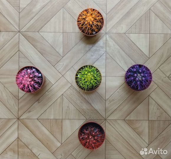 Эхинокактус grusonii