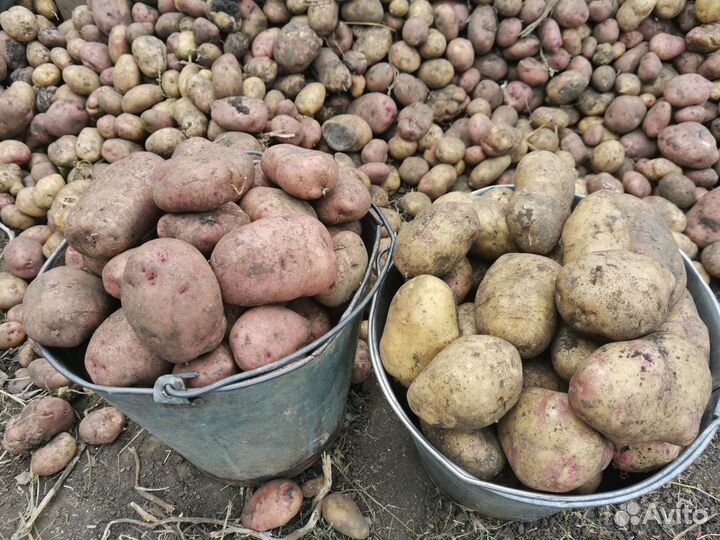 Продам картофель