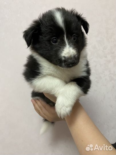 Щенки шелти